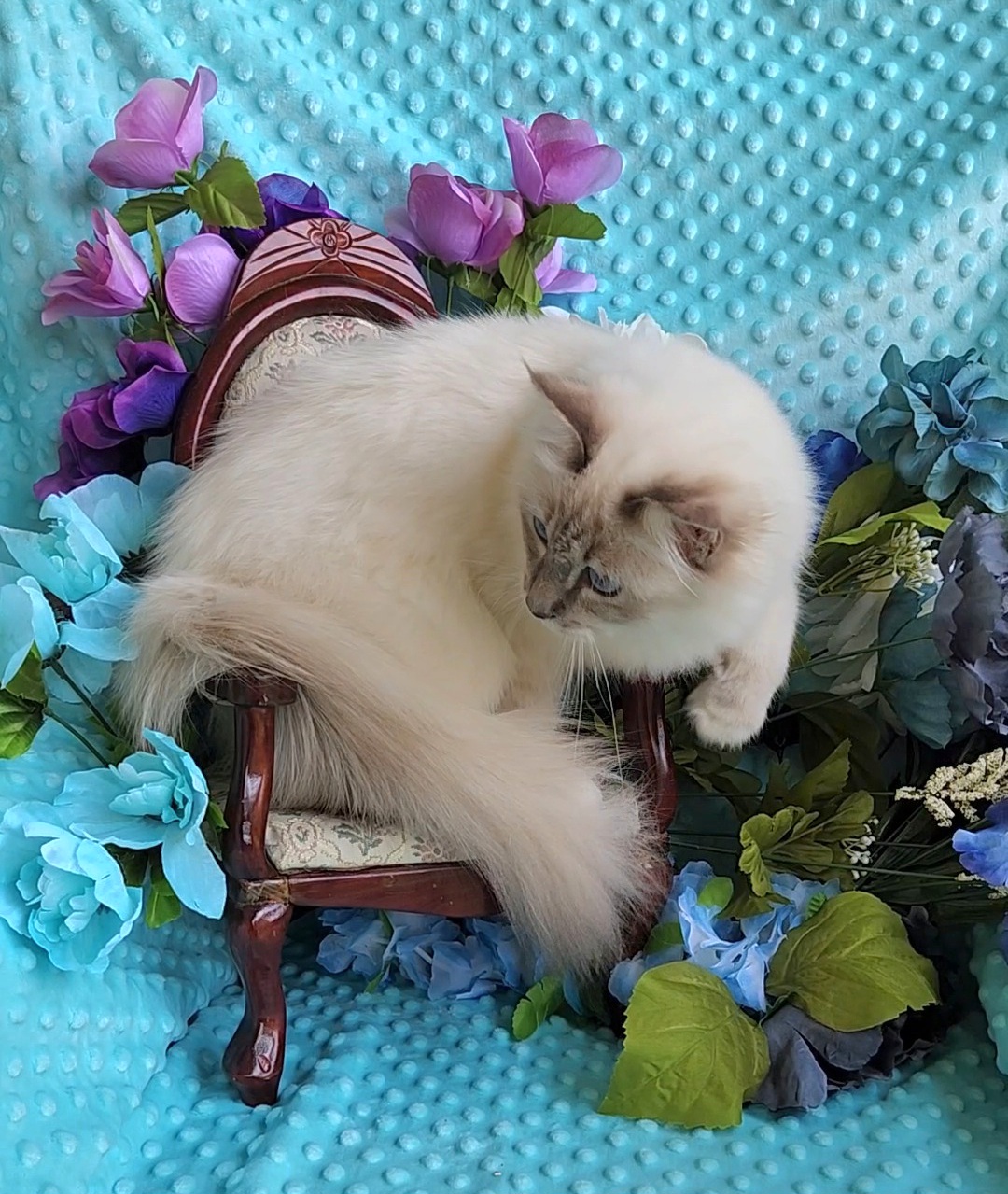 Birman Babies